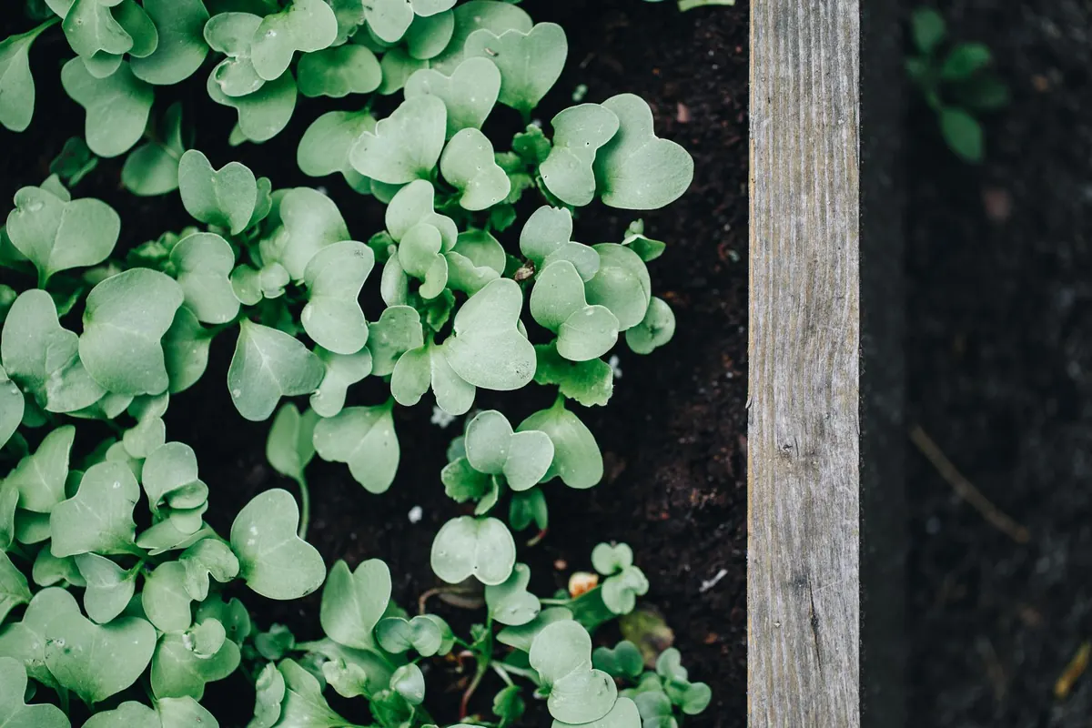 How to Build Raised Garden Beds with Larch Timber: A UK Rot and Safety Guide