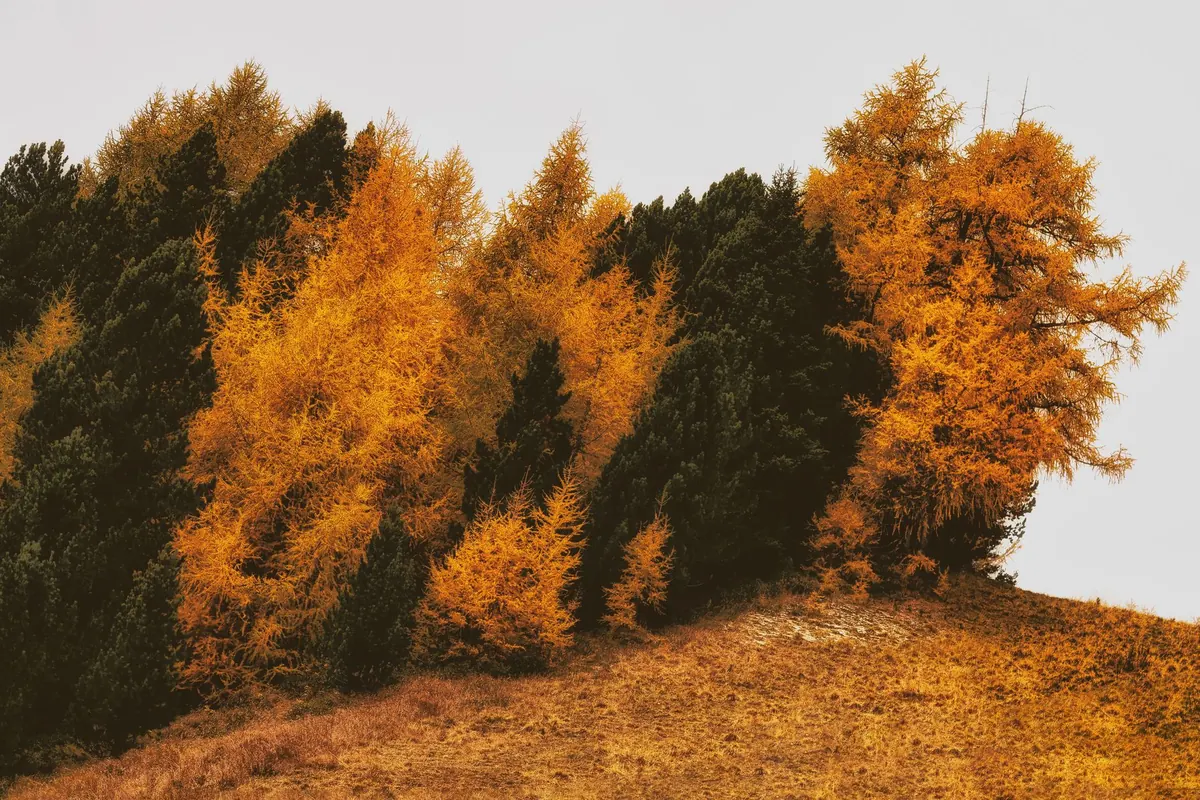 How to Identify a Larch Tree in Every Season: A UK Guide