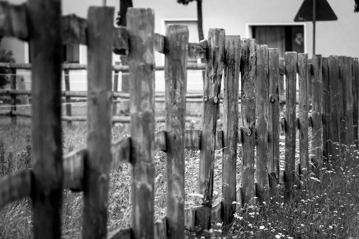 Larch vs Pine for UK Fencing: Costs, Durability and Maintenance Compared