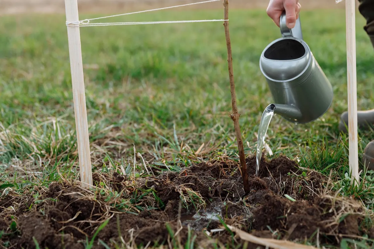 Planting Japanese Larch: A Beginner's Guide for UK Woodland